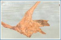Коряга 40-60 см.