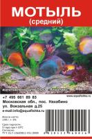 Мотыль средний